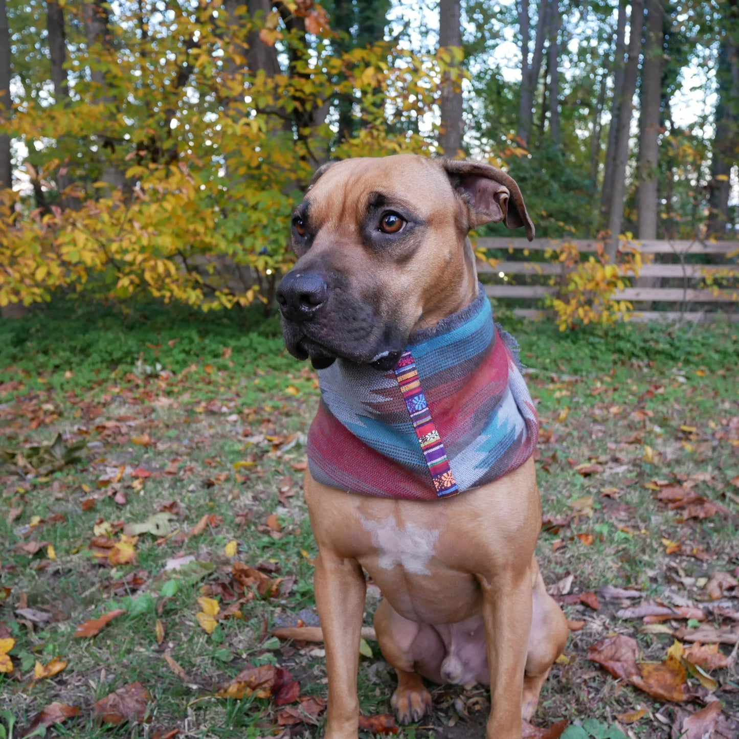 The Southwest Dog Infinity Scarf