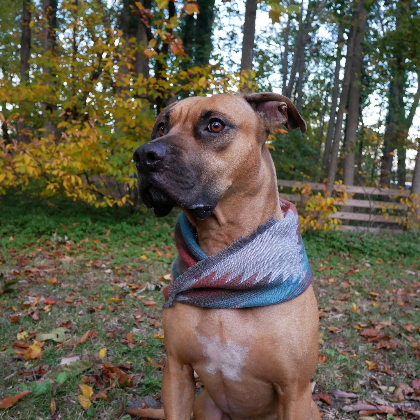 The Southwest Dog Infinity Scarf