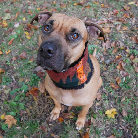 The Emerald Sunset Dog Infinity Scarf - Trim 1